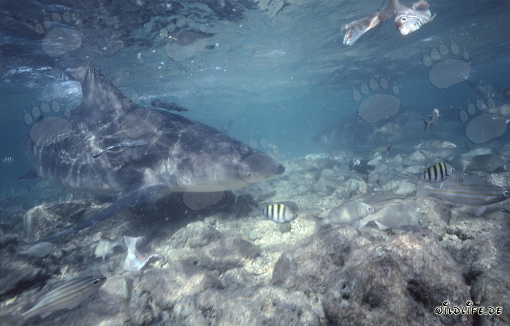 Fascinating Bull Shark Explores the Shallow Water Area in Walker´s Cay, Bahamas
