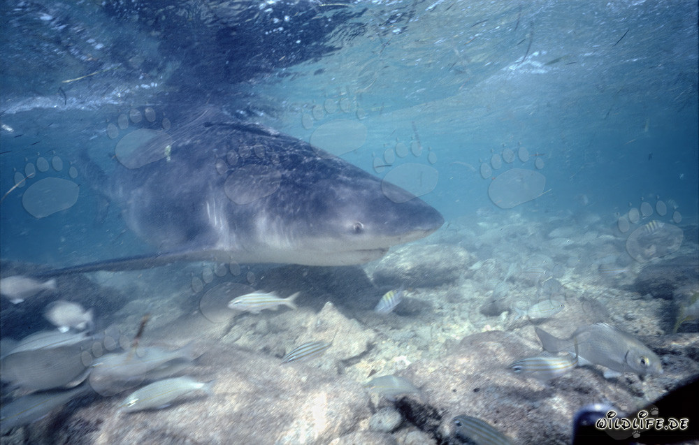 Fascinating Underwater Shot: Small Fish in Front of a Bull Shark's Jaws