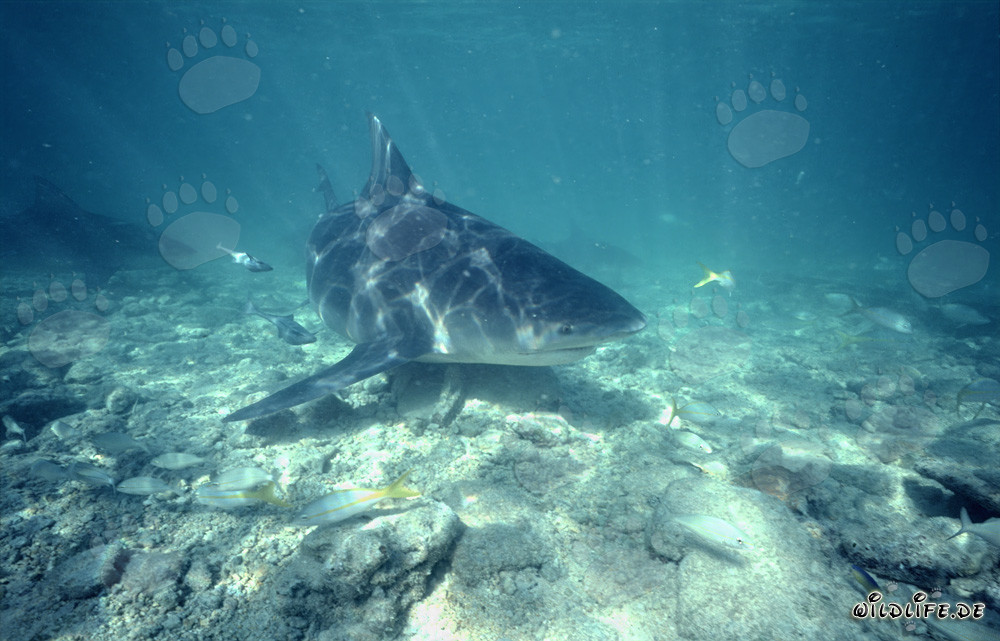 Impressive Bull Shark swimming over rocky seabed