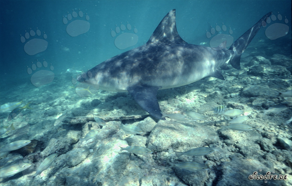 Bull shark in the shallow water area off Walker´s Cay, Bahamas