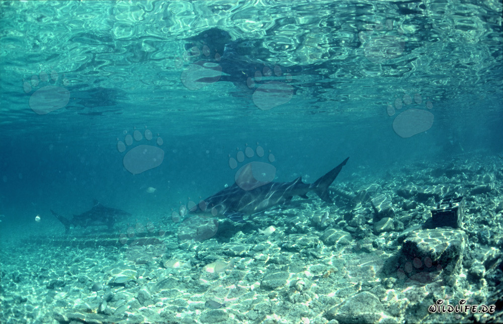 Bull Sharks foraging at Walker's Cay