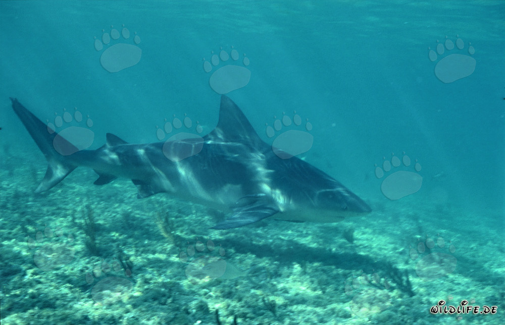 Majestic bull shark gracefully swimming by
