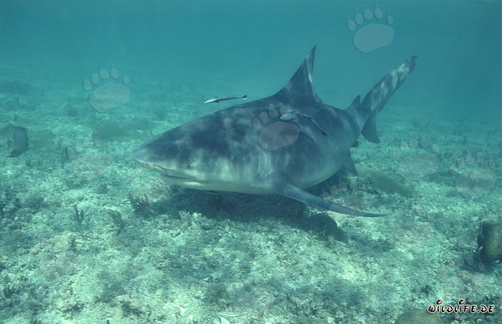 Bull Shark on investigation off the Shark Beach