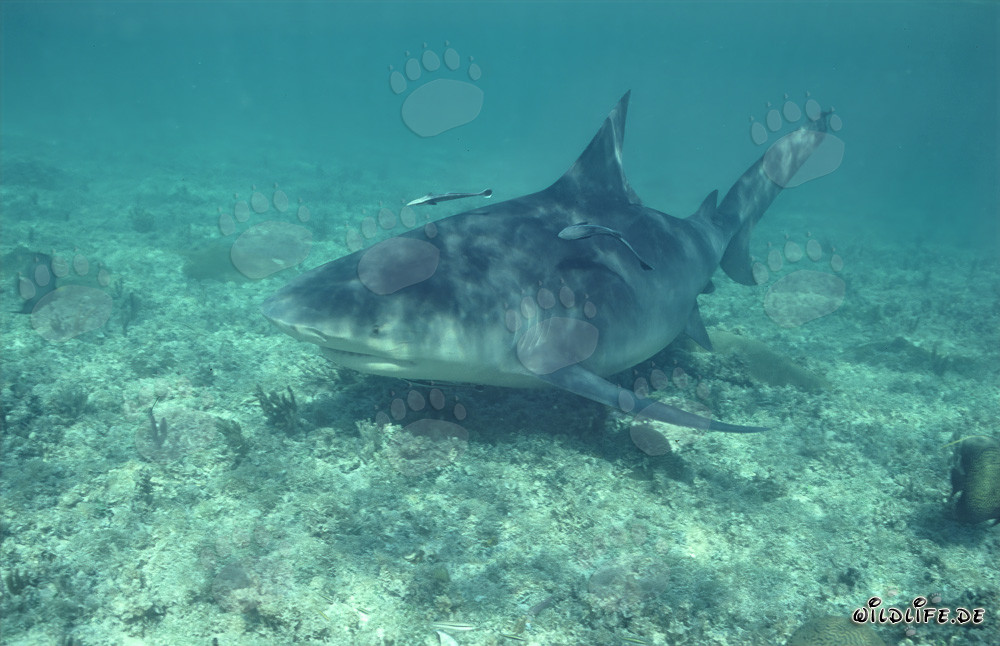Bullenhai auf Erkundung vor der Shark Beach