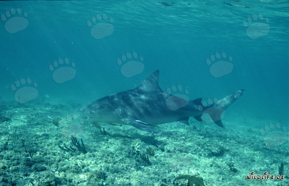 Majestic Bull Shark gracefully gliding over the shallow seabed
