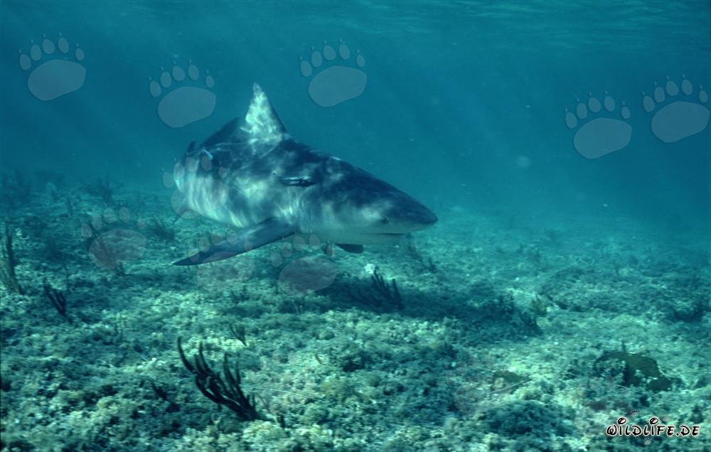 Impressive Bull Shark swimming directly towards the viewer