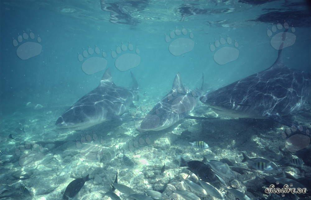Fascinating Bull Sharks in the waters off Walker's Cay, Bahamas