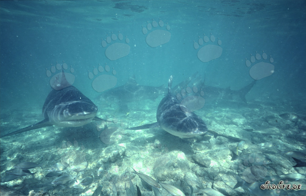 Bull Shark Patrol Approaching Head-On