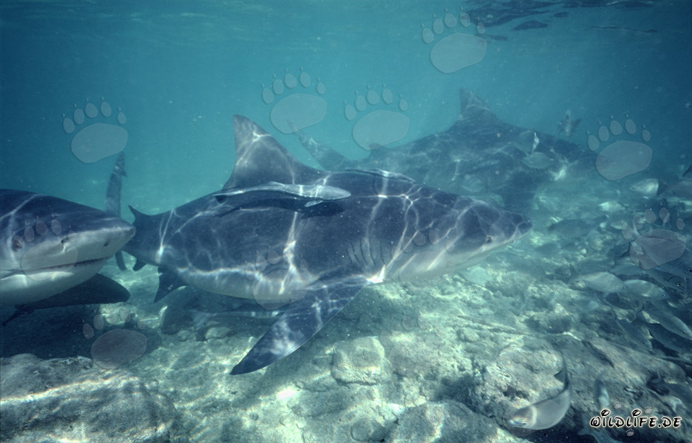 Impressive bull shark front swimming directly towards the viewer