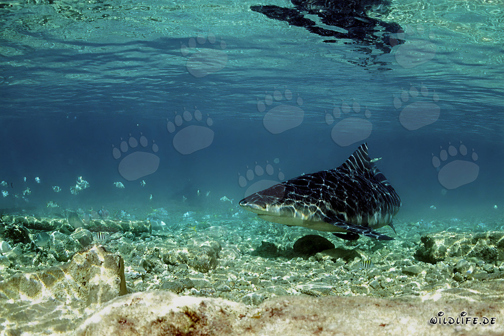 Bull Shark foraging in shallow water off Walker´s Cay