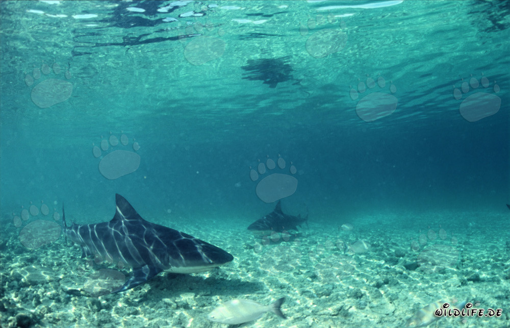 Fascinating Bull Sharks on the Hunt