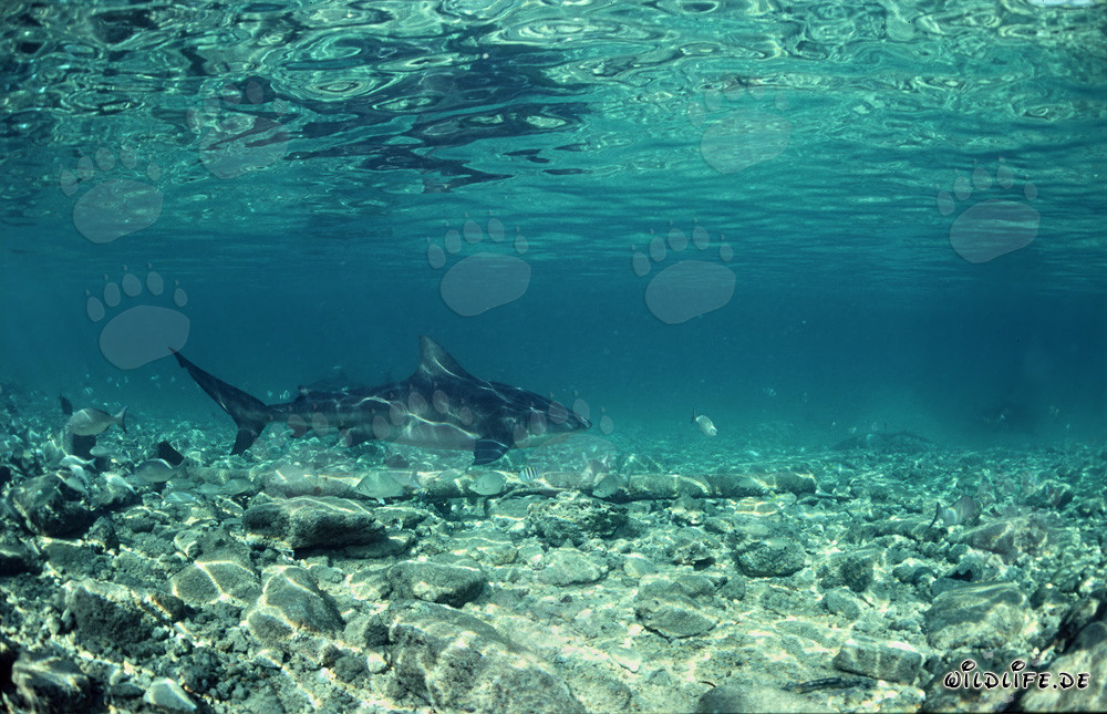 Impressive Bull Shark - The feared giant of the oceans