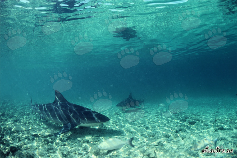 Encounter of two majestic Bull Sharks