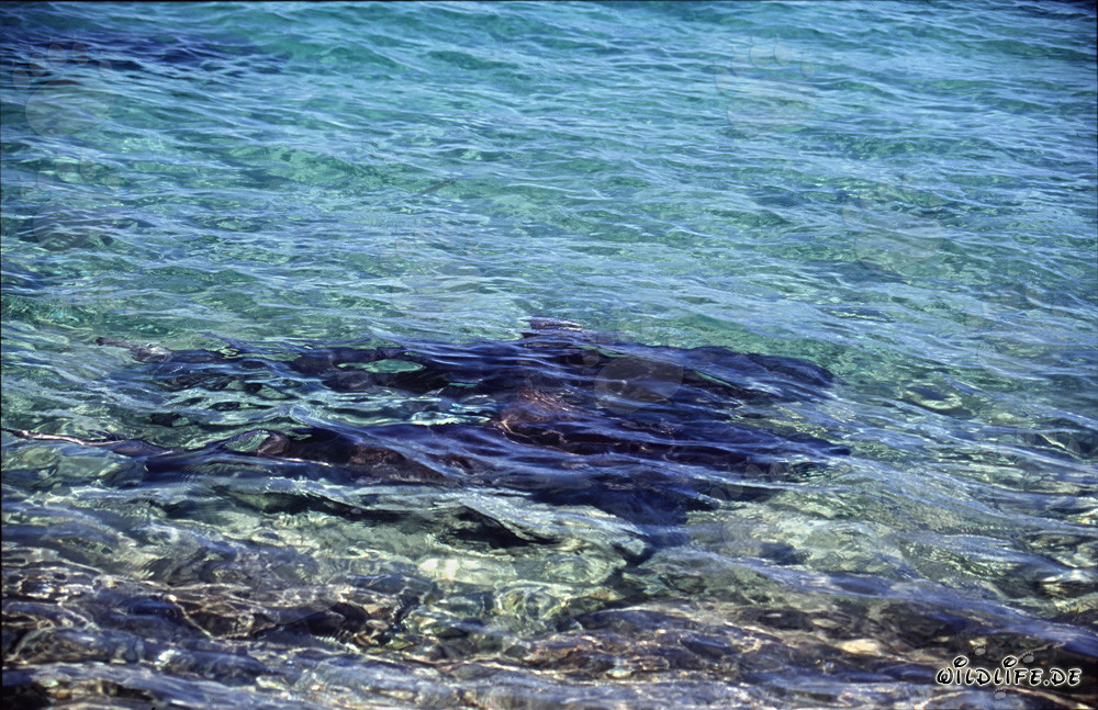 Bull Sharks - Majestic Predators of the Tropical Oceans