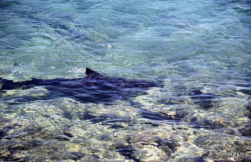 Bull Sharks (Carcharhinus leucas)