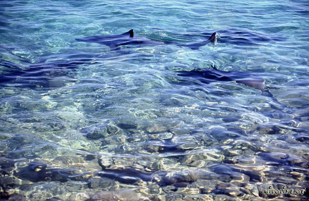 Observing Bull Sharks at Walker´s Cay Shark Beach