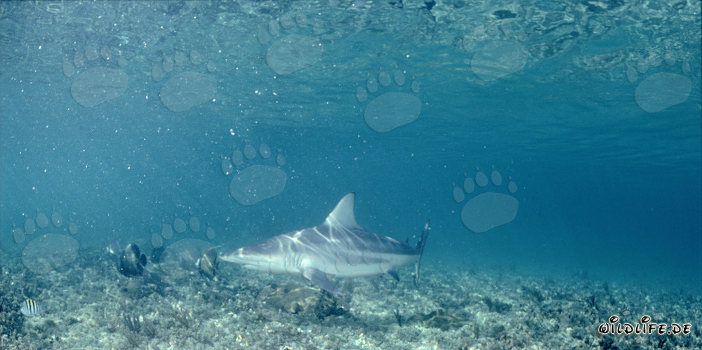 Blacktip shark patrols over vegetated seabed