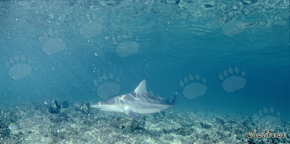 Requin à pointes noires patrouille sur le fond marin couvert de végétation