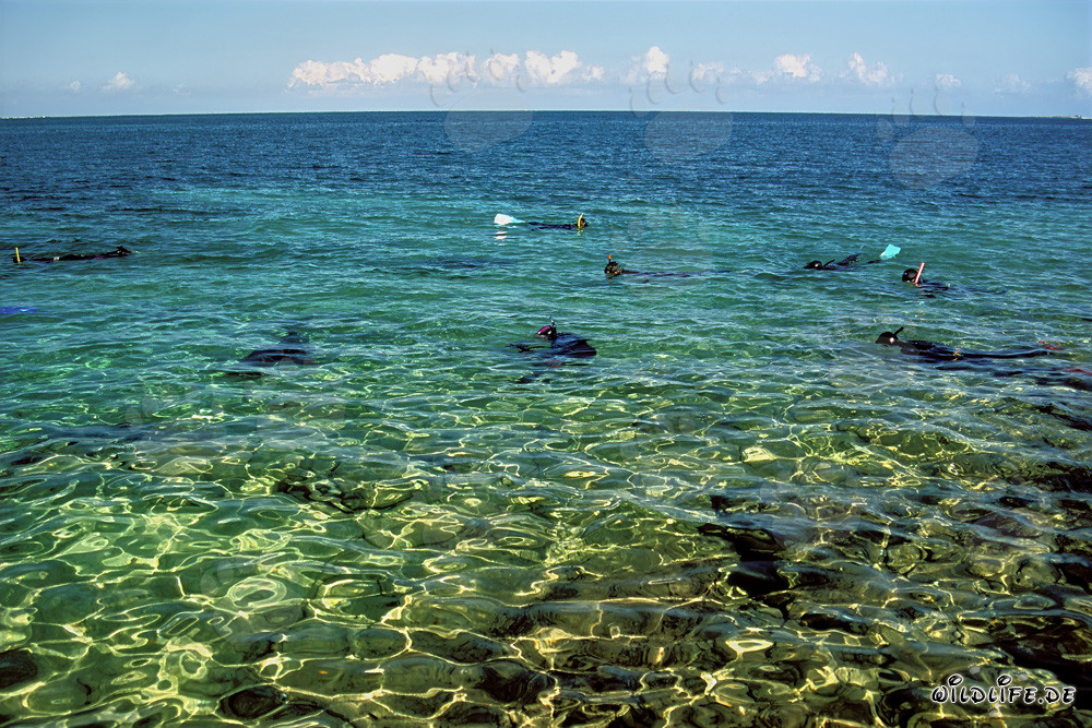 Snorkeling with Bull Sharks at the Shark Beach of Walker´s Cay, Bahamas