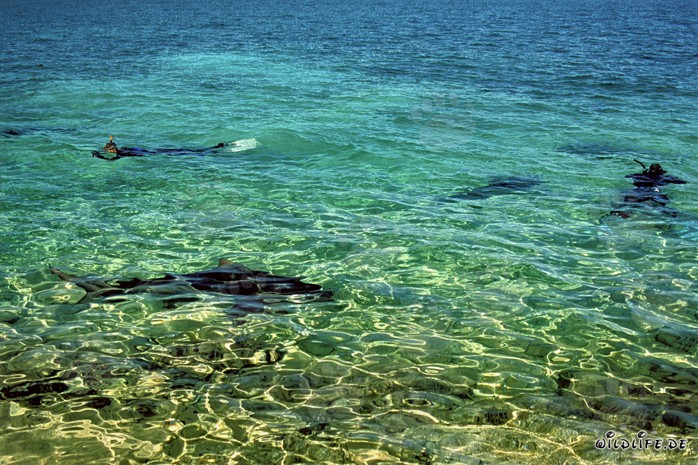 Fascinating Snorkeling with Bull Sharks at Walker´s Cay, Bahamas