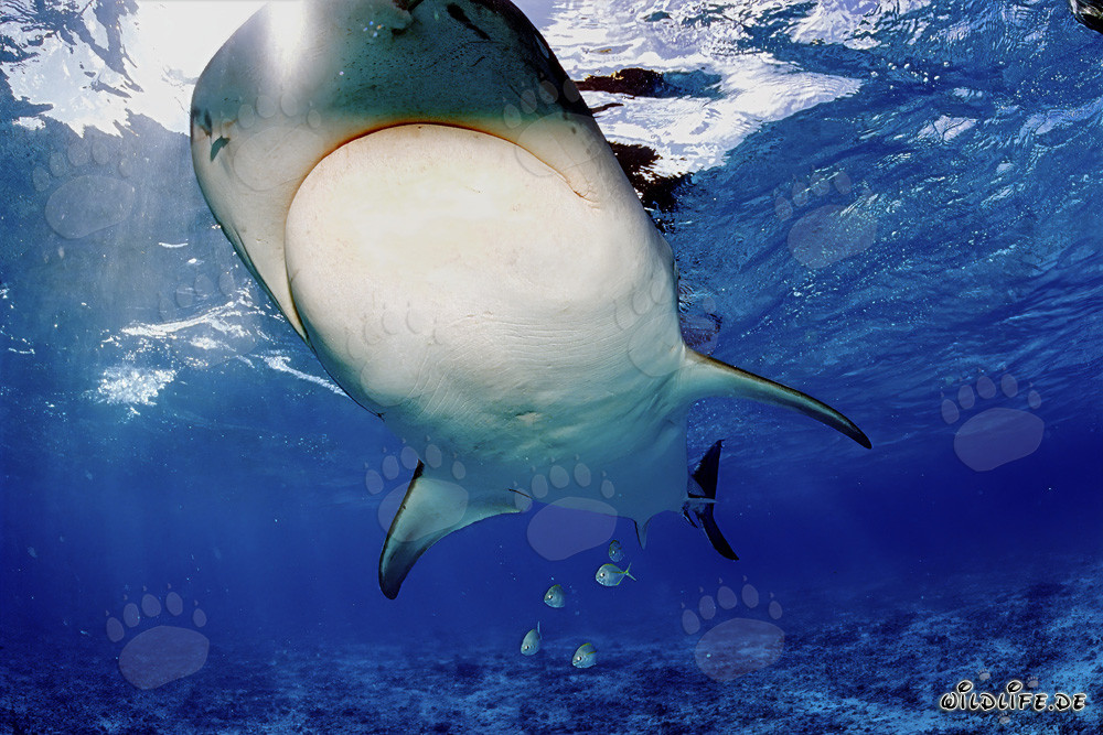 Imposanter Tigerhai unter Wasser schwimmend