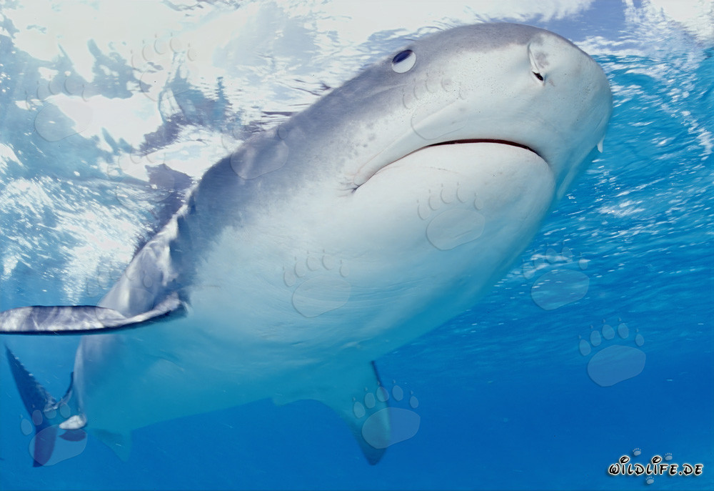 Squalo tigre osserva gli albatros nella laguna