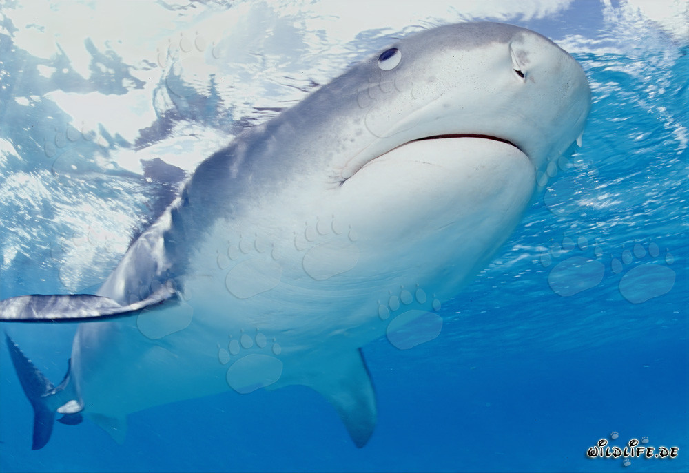 Tiger Shark Observing Albatrosses in the Lagoon