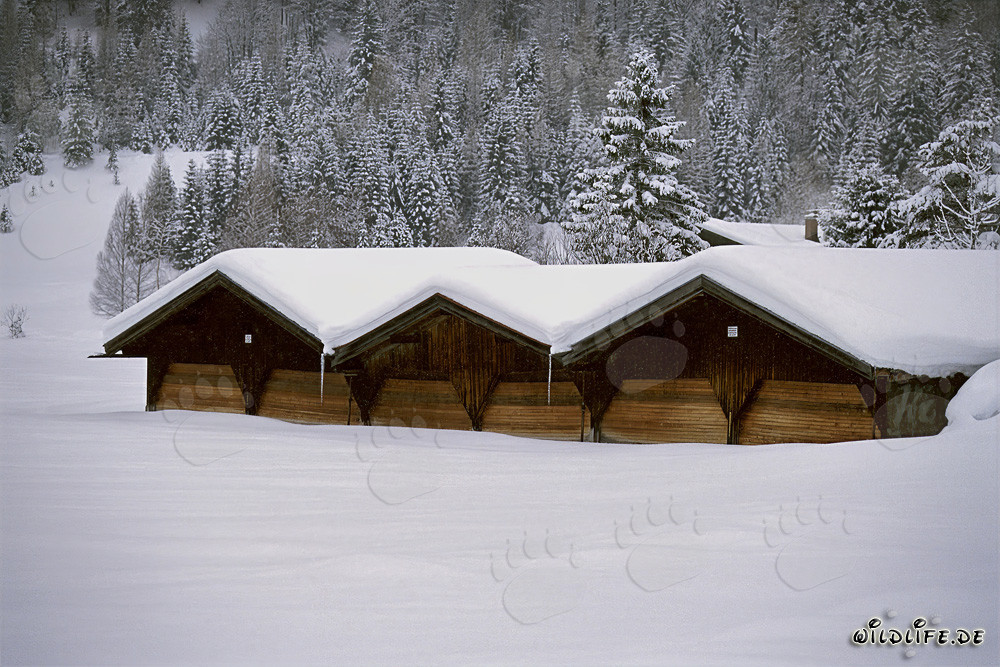 Paesaggio invernale idilliaco con fienile innevato in Baviera