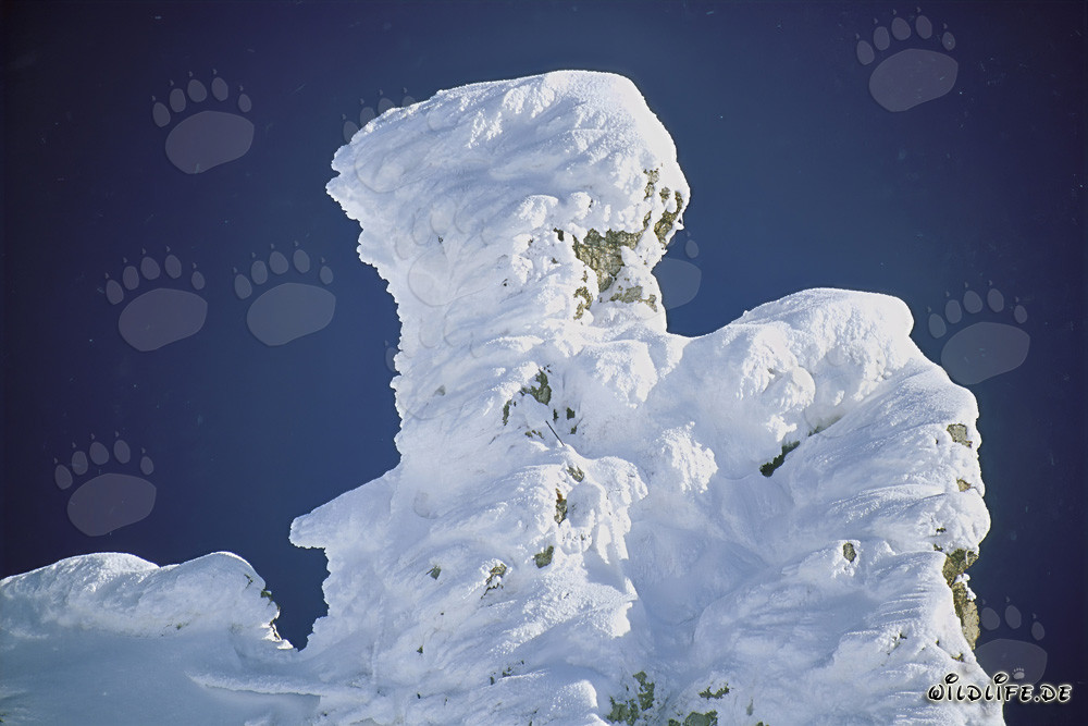 Ambiente invernal: Pino de montaña nevado en el pintoresco macizo de Karwendel