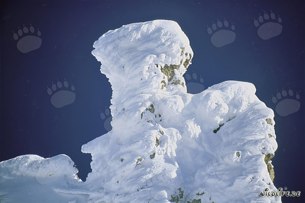 Winter Atmosphere: Snow-covered Mountain Pine in the Picturesque Karwendel Mountains