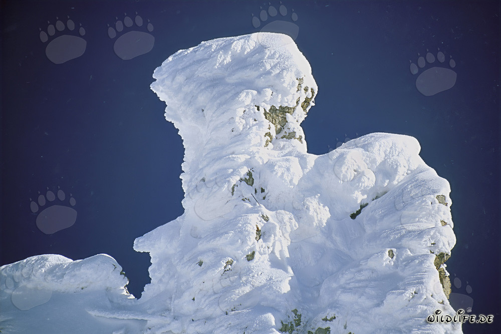 Winterliche Stimmung: Verschneite Bergkiefer im malerischen Karwendelgebirge