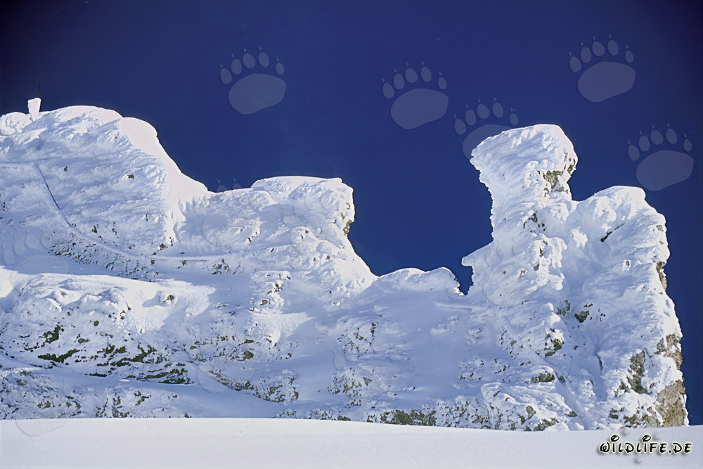 Idyllic winter landscape with snow covered mountain pine trees in the Karwendel Mountains