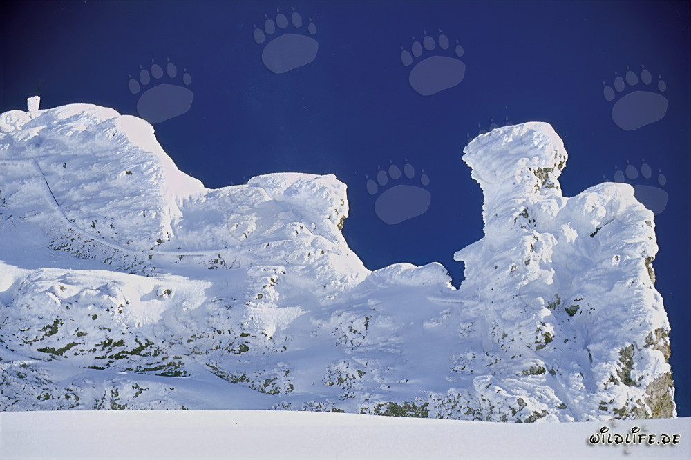 Idyllische Winterlandschaft mit tiefverschneiten Latschenkiefern im Karwendelgebirge