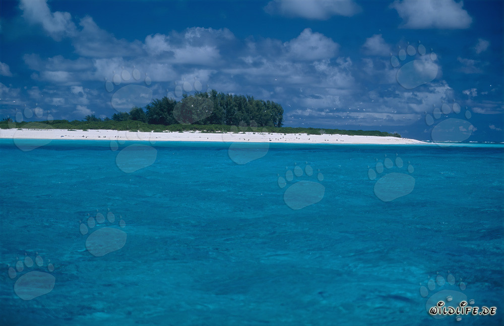 Dreamlike Lagoon Landscape on Midway Atoll