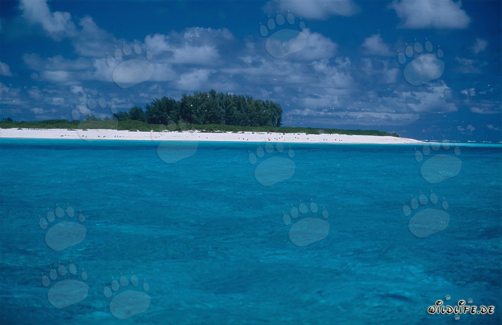 Paesaggio lagunare da sogno a Midway Atoll