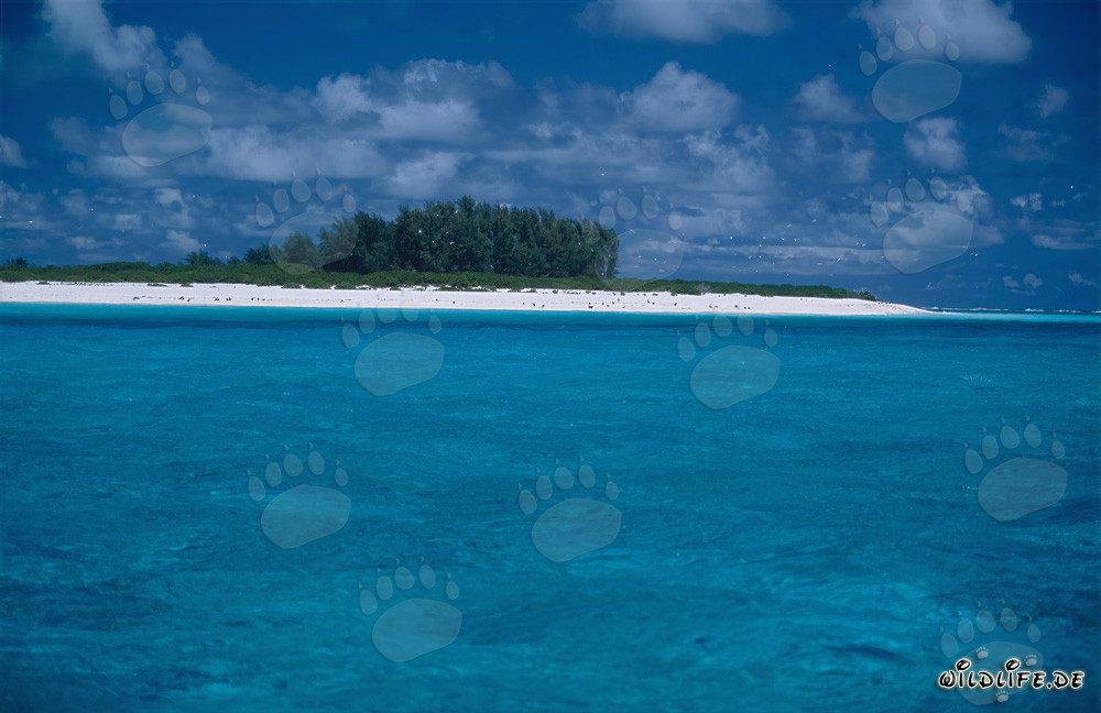 Paisaje de laguna de ensueño en Midway Atoll