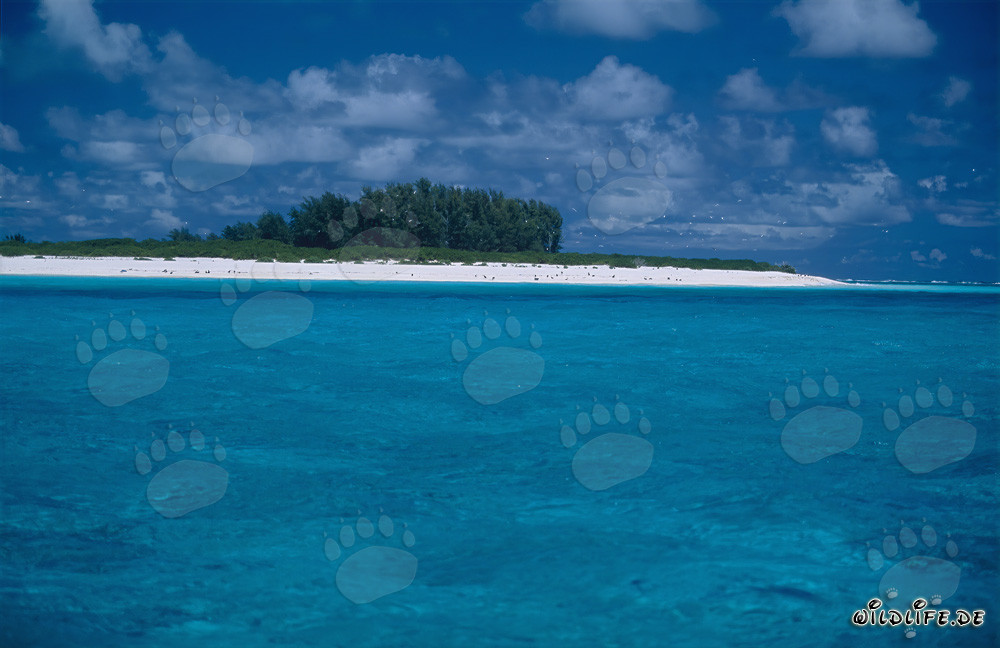 Paysage de lagune de rêve sur Midway Atoll