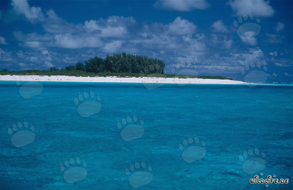 Traumhafte Lagunenlandschaft auf Midway Atoll