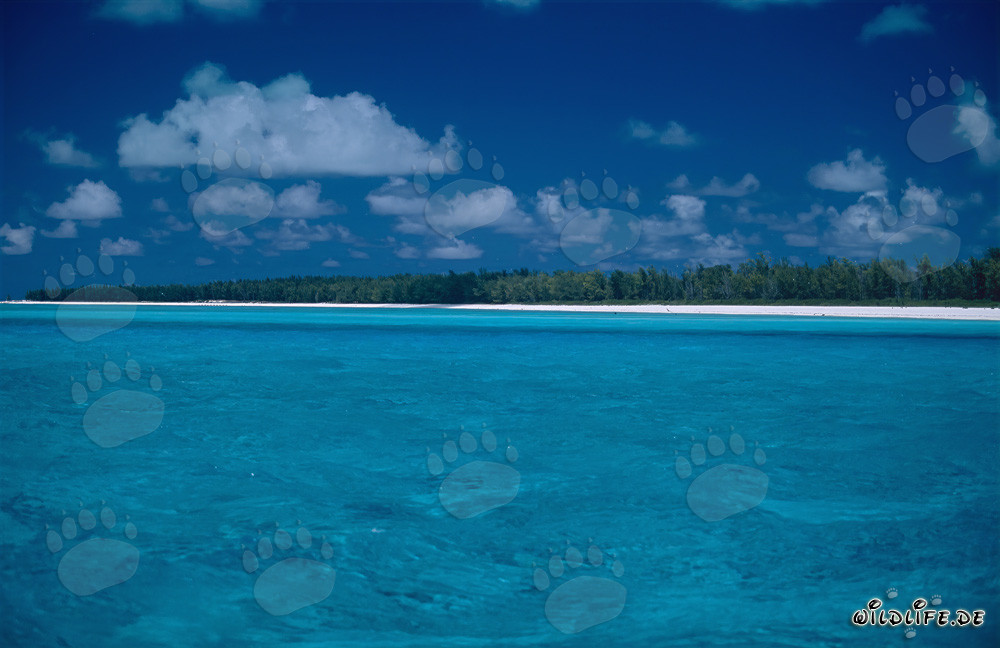 Romanticismo nel Pacifico del Sud a Midway Atoll