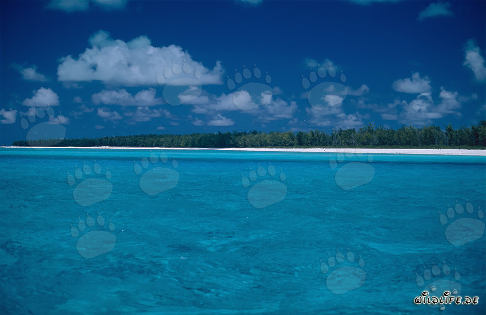Romanticismo en el Pacífico Sur en Midway Atoll