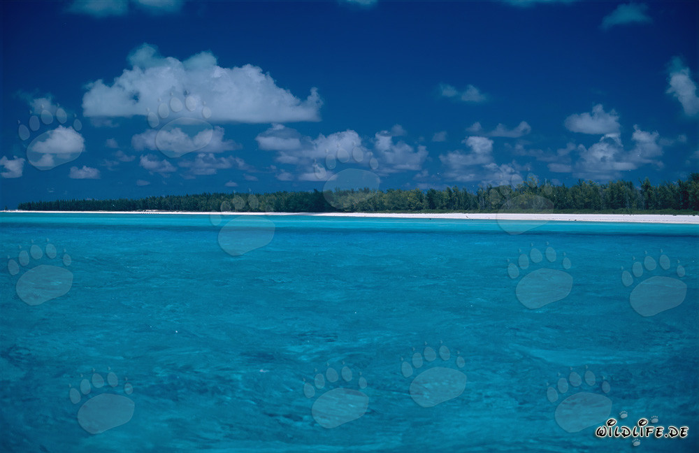 Romantisme dans le Pacifique Sud à Midway Atoll