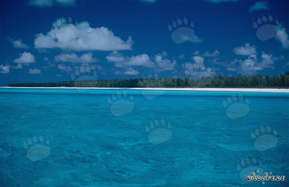 South Sea Romance on Midway Atoll