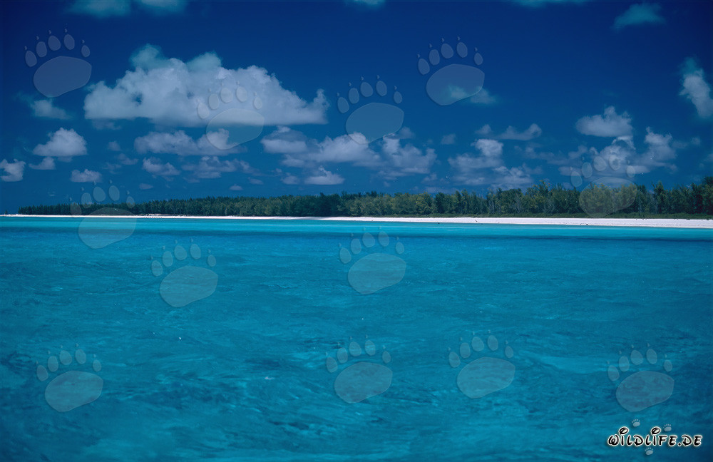 Südsee-Romantik auf Midway Atoll