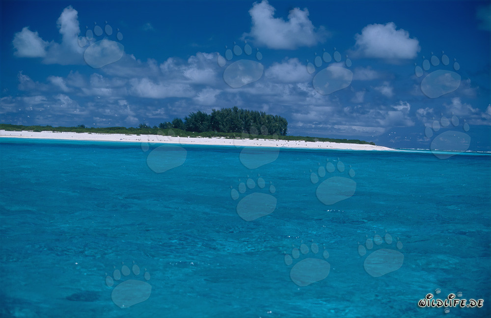Île du Pacifique Sud avec lagune époustouflante et plage de sable blanc