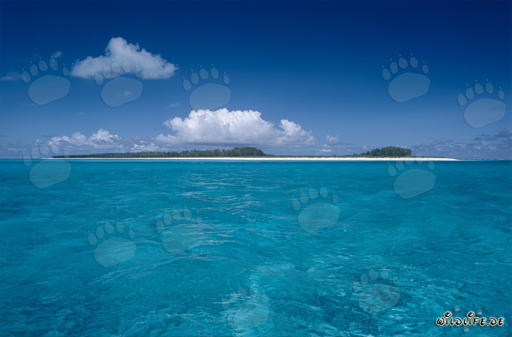 Île paradisiaque du Pacifique avec lagune pittoresque