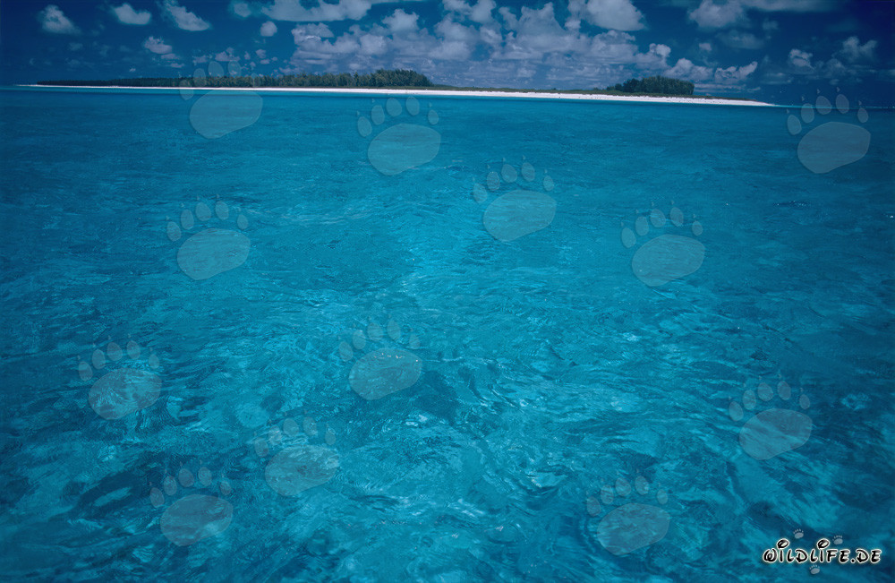 Lagon turquoise de la mer du Sud à Midway Atoll, Hawaï, États-Unis
