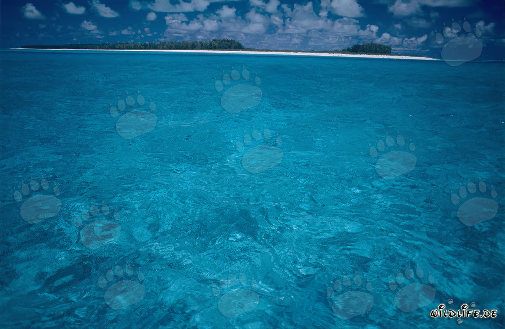Laguna turchese del mare del Sud a Midway Atoll, Hawaii, Stati Uniti