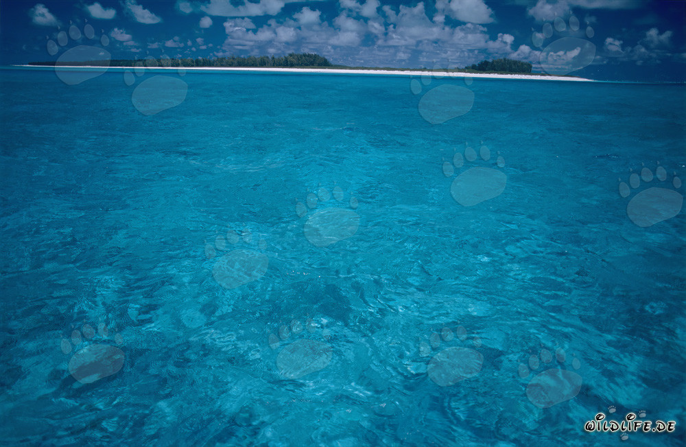 Laguna turquesa del mar del Sur en Midway Atoll, Hawái, Estados Unidos