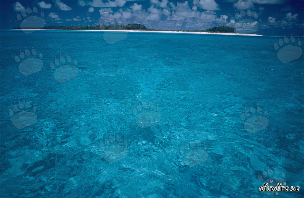 Turquoise South Sea Lagoon on Midway Atoll, Hawaii, USA
