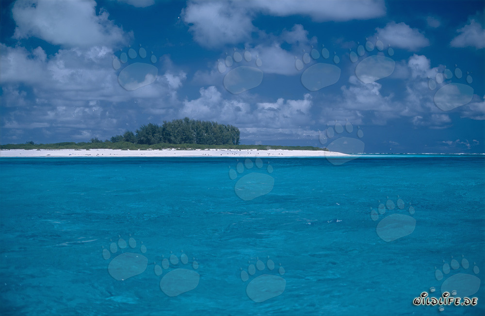 Paradis turquoise : Lagune de l'atoll de Midway